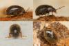 Dorcatoma sp.